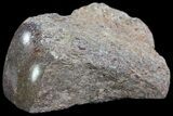 Polished Dinosaur Bone (Gembone) Section - Colorado #72961-2